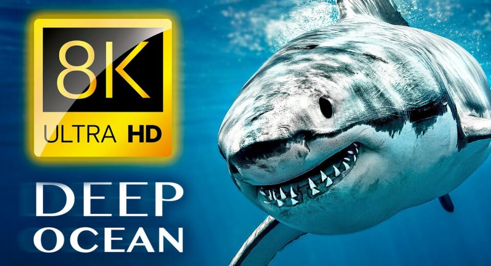 THE DEEP OCEAN | DOCUMENTARY